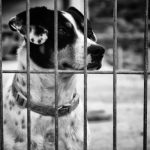 Luxury Dog Boarding in Fort Myers for Your Four-Legged Friend