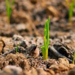 The Herbal Garden Reset Detox Your Life Naturally